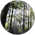 Sequoia Sequoia