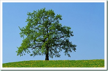 trees oak