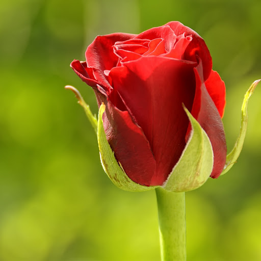 Hd-172652-ascw172652