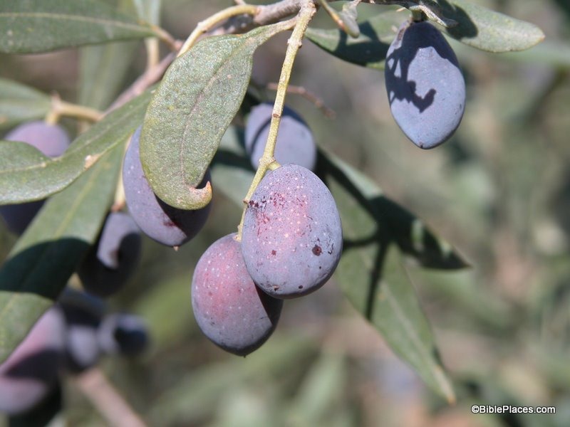 [Olives%2520closeup%252C%2520tb112103241%255B3%255D.jpg]