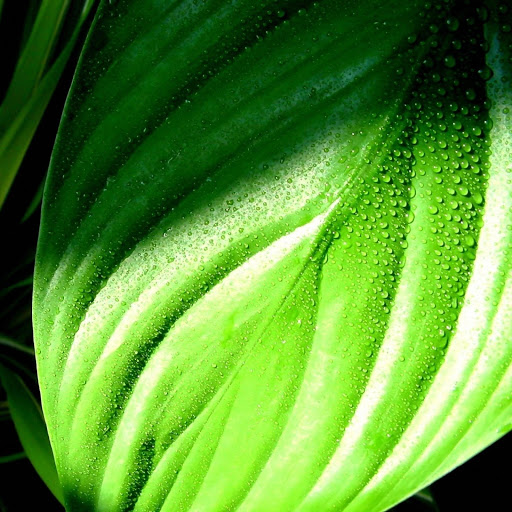 Hd-132881-ascw132881