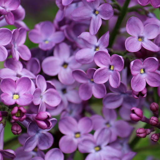 Hd-140437-ascw140437