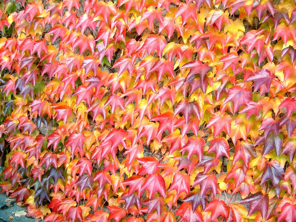 [Parthenocissus_tricuspidata%255B3%255D.jpg]