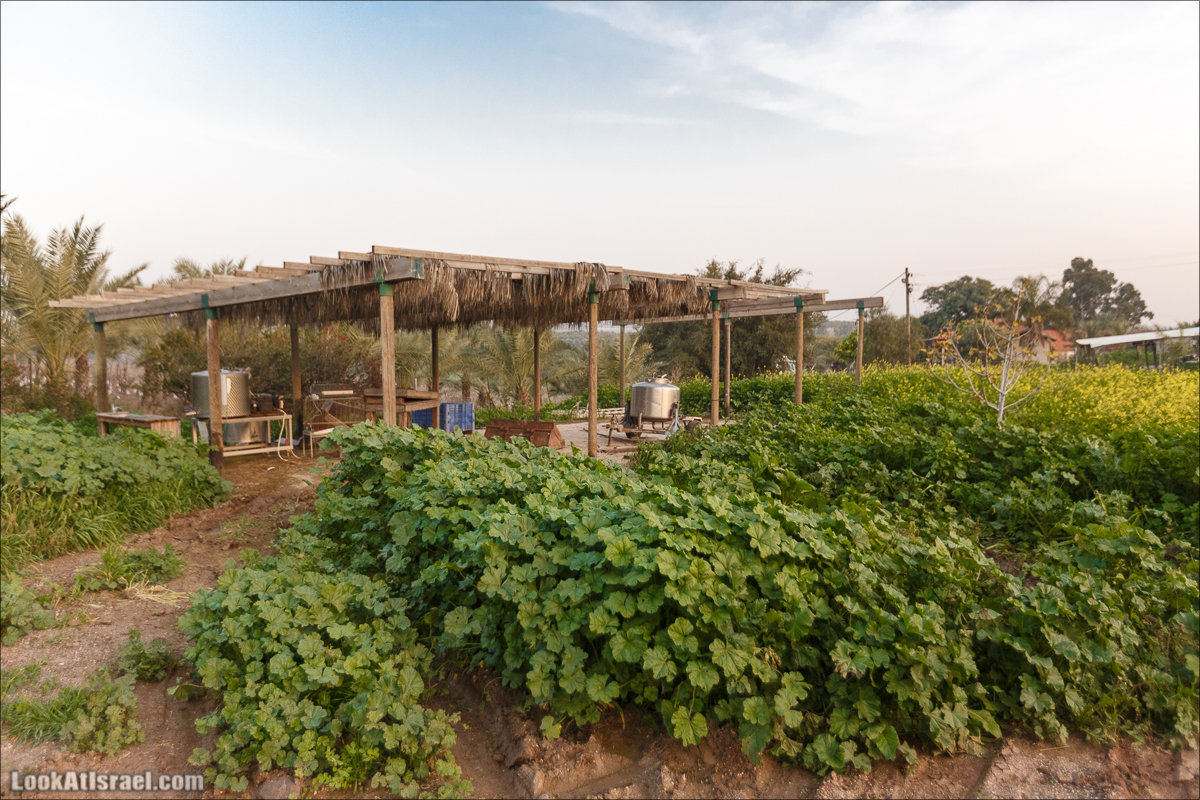 Менахемия - Козья Ферма Аз Из и медицинский музей Бейт ха-Рофе | Menahemia - As Is farm and medical museum | LookAtIsrael.com - Фото путешествия по Израилю | מנחמיה - חוות עז עיז ובית הרופא