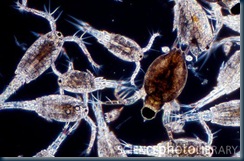 Freshwater zooplankton