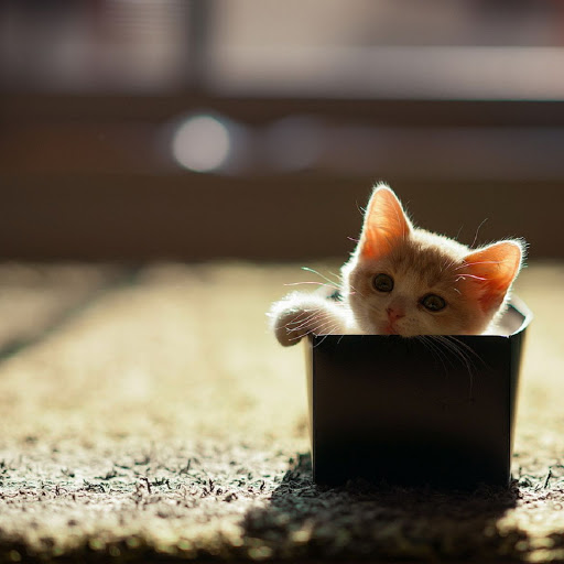 Hd-137946-ascw137946