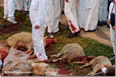 Samaritan Passover, slain lamb, tb041106729