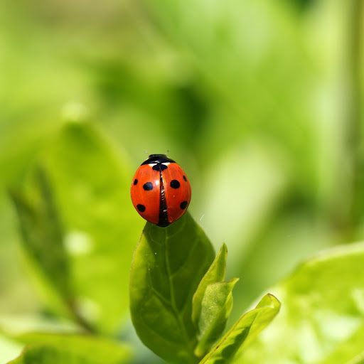 Hd-172177-ascw172177