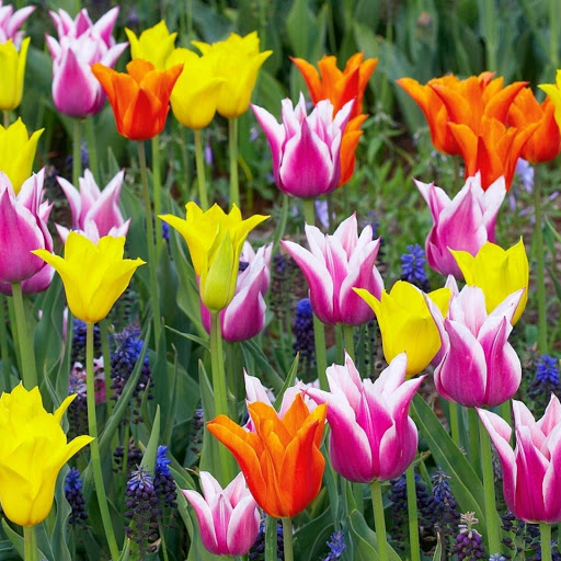 Hd-171454-ascw171454