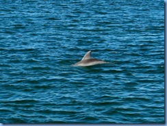 6916 Texas, South Padre Island - Osprey Cruises - Sea Life Safari  - Atlantic Bottlenose Dolphin
