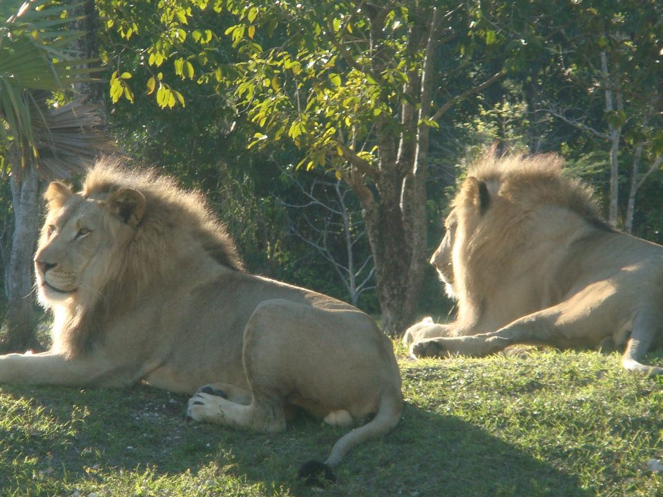 African Lion