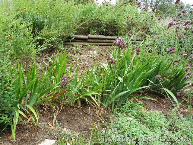 [Dividing%2520Iris1%255B7%255D.jpg]