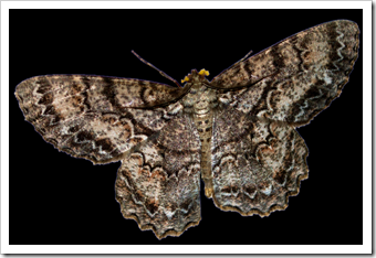 moth8 moth8