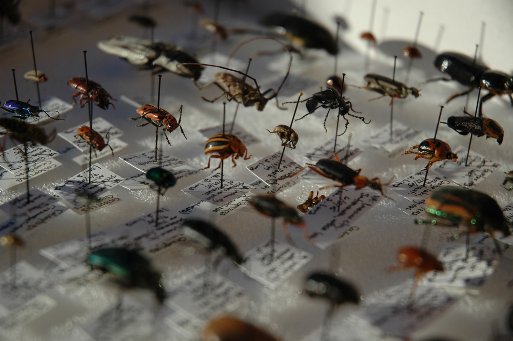 insect+taxonomy.jpg