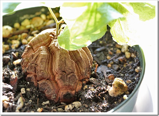 120309_Dioscorea-elephantipes_03