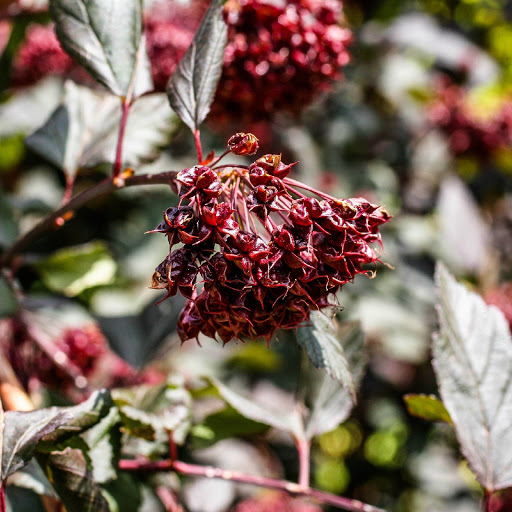 Hd-155108-ascw155108