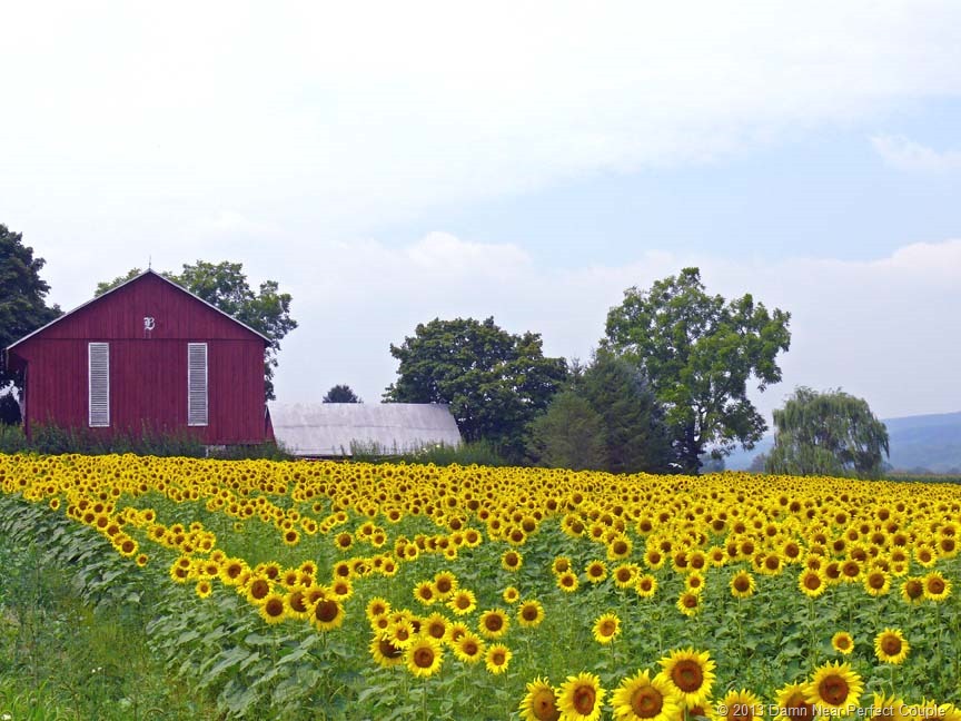 [Sunflower-Field18.jpg]