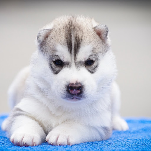 Hd-184551-ascw184551