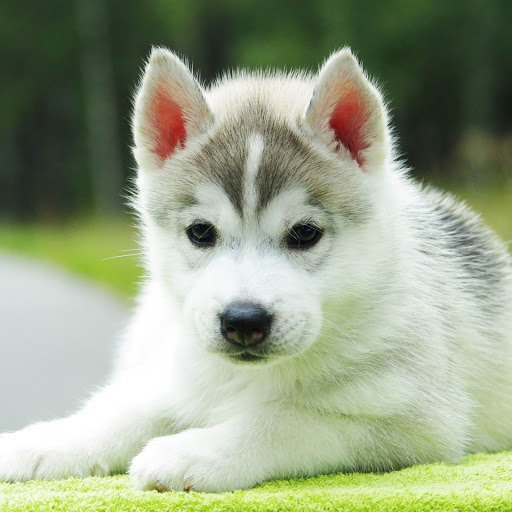 Hd-148147-ascw148147