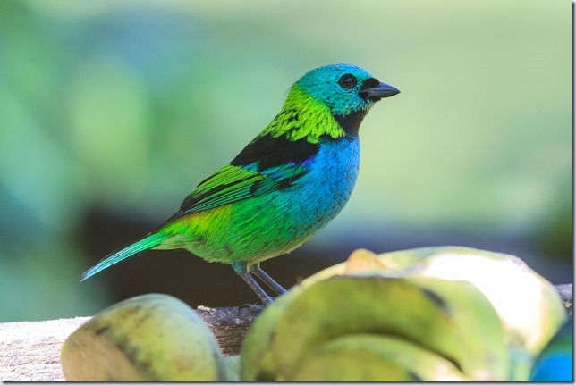 Green-headed_Tanager-2