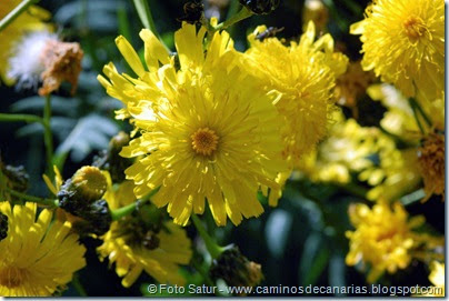 7729 La Laguna-Barranco del Laurel(Cerrajón arboreo) 7729 La Laguna-Barranco del Laurel(Cerrajón arboreo)