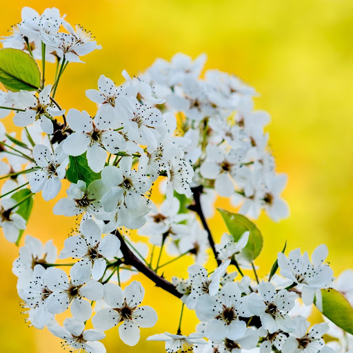 Hd-186245-ascw186245