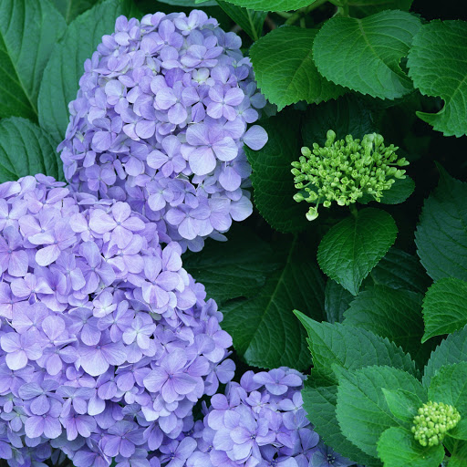 Hd-169258-ascw169258