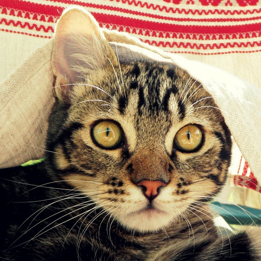 Hd-137396-ascw137396