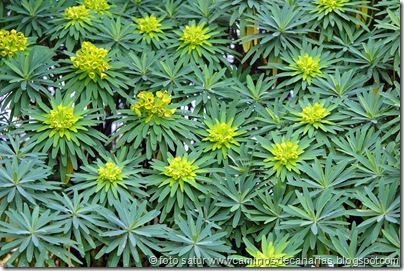145 Pavón Arure(Tabaiba de Epina) 145 Pavón Arure(Tabaiba de Epina)