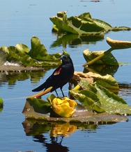 blackbirds on the wocus at Recreation Creek