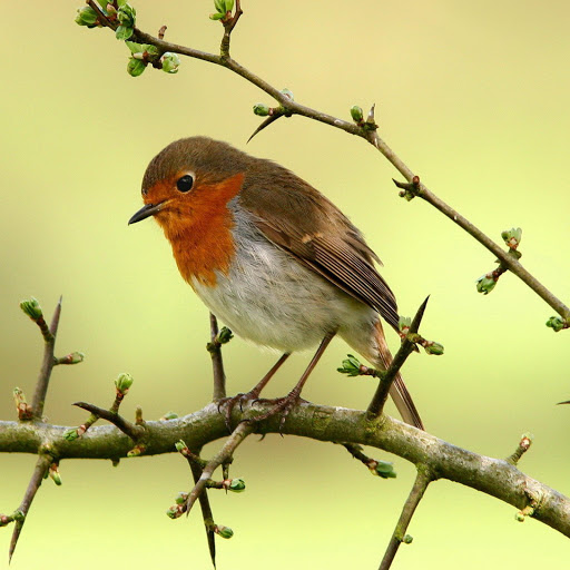 Hd-181319-ascw181319