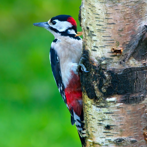 Hd-177846-ascw177846