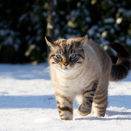 Hd-132210-ascw132210