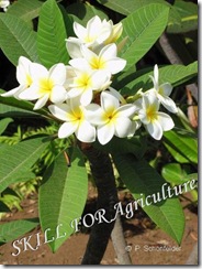 الياسمين الهندي الأبيض Plumeria alba