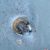 Horseshoe Crab