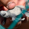 Olive ridley sea turtle (Golfina)
