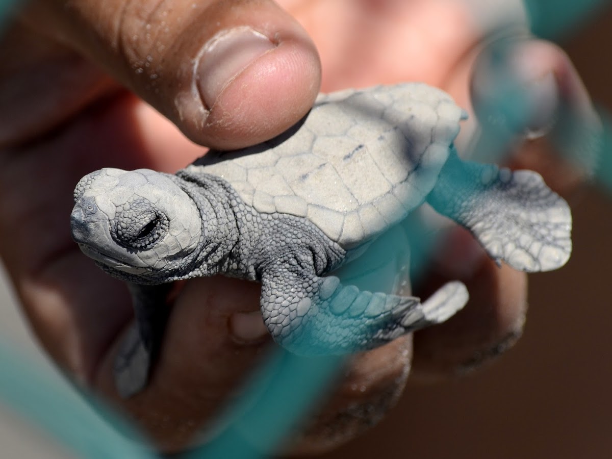 Olive ridley sea turtle (Golfina)