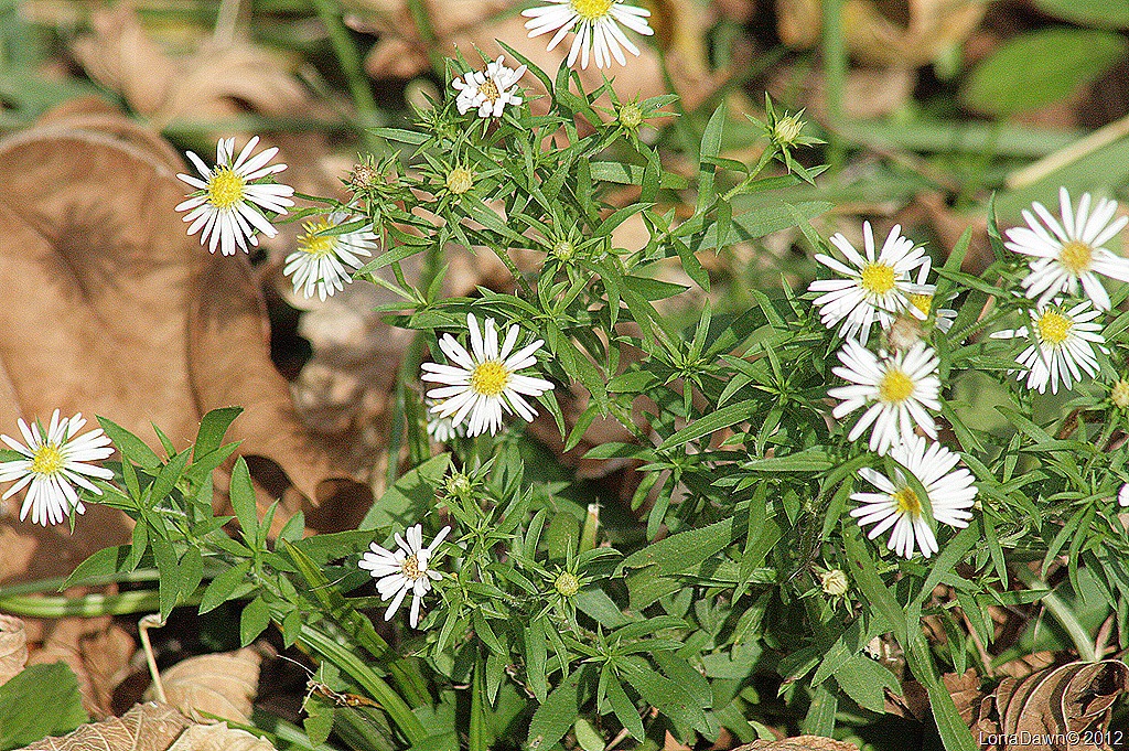 [Ross_Lake_Asters_White%255B7%255D.jpg]