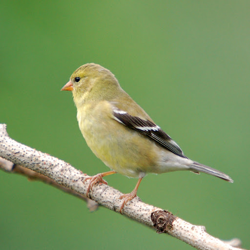 Hd-181296-ascw181296