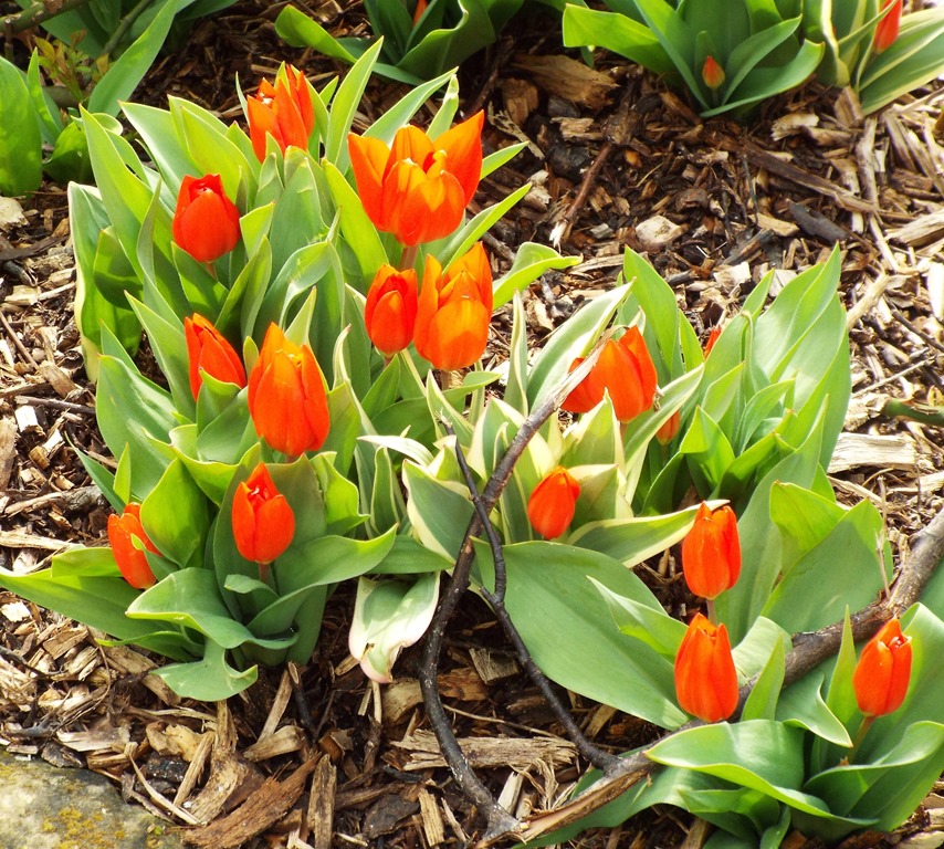 [red-orange-tulips1.jpg]