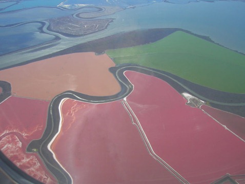 Salt ponds with pink colored Haloarchaea at San Francisco Bay Salt Ponds 