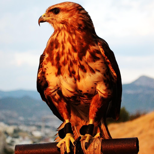 Hd-178915-ascw178915