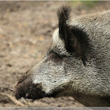 Wildschein im Wisentreservat bei Miedzydroje