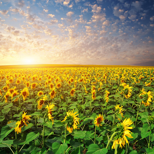 Hd-185350-ascw185350