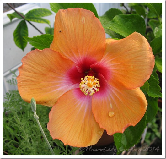 08-16-nanci-hibiscus