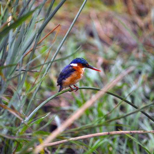 Hd-151575-ascw151575