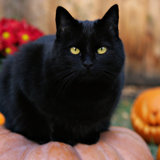 Hd-178310-ascw178310