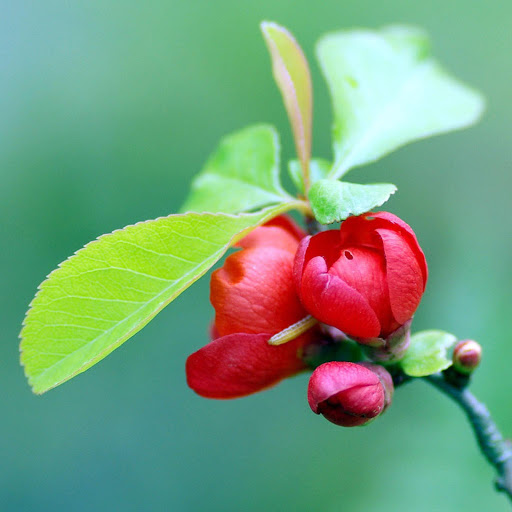 Hd-136451-ascw136451