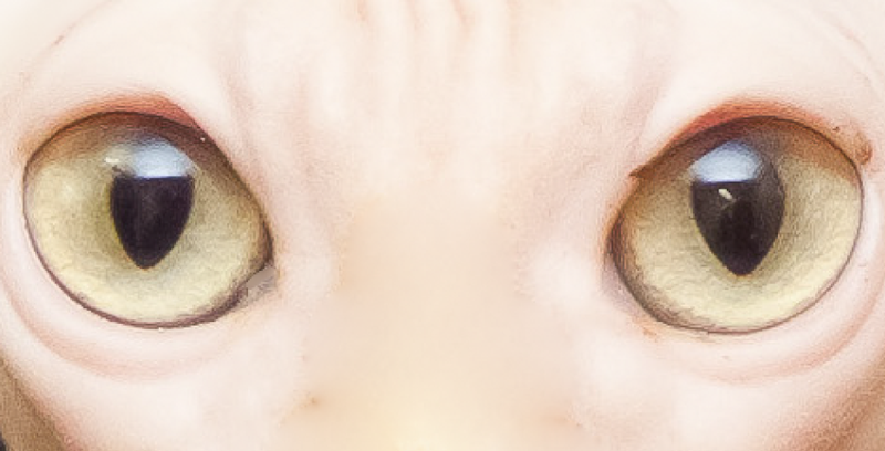 zoom-cats-4%25255B4%25255D.png