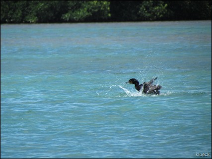 cormorant bathing